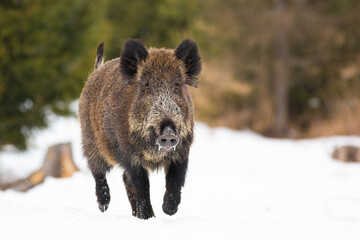 Wall Mural - wild boar, sus scrofa, sprinting on pasture in wintertime nature. hairy brown mammal running forward