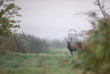 Poster - Red deer walking in forest on fog