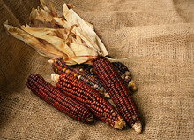 Autumn Still Life Of Decorative Indian Corn On Burlap