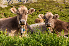 Portrait Of Two Cows Relaxing In Grass