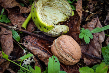 Wall Mural - Close up of a mature walnut tree fell and knocked out of the green shell on the ground, among the dry leaves.