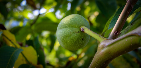 Wall Mural - Banner of a green unripe walnut on a branch.