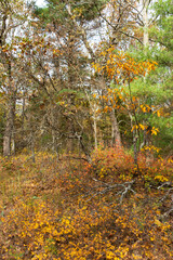 Autumn Landscape