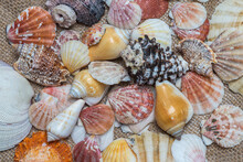 A Mixed Variety Of Seashells . Assorted Colors Of Natural Shells. Home Seaside Decorations With Different Kind Of Shells