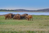 Fototapeta Sawanna - wild elephants in the jungle Nationalpark Lahugala near Polonaruwa