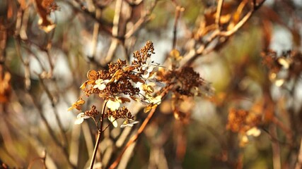 Wall Mural - Natural background with dry branches and hydrangea flowers. Autumn landscape