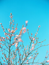 PInk Spring Blossoms Against Bright Blue Sky