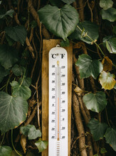 Thermometer On The Tree Background