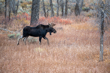 Wall Mural - Portrait of young bull moose