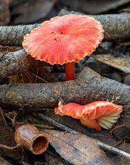 Wall Mural - Hygrocybe sp fungi growing on the forest floor - NSW, Australia