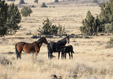 Wild Horses Living In The High Desert Of Eastern Oregon, Steens Mountain