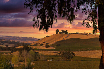 Wall Mural - Vineyards in Paso Robles California