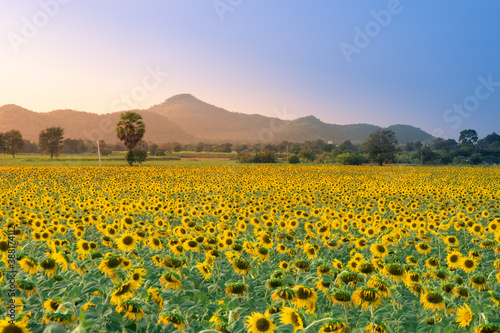 Fotomural field of blooming sunflowers on a background sunset
