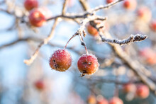 Paradise Apple Tree Branch With Small Dry Fruits Close Up In Winter Garden. Background In Frost Needles. Morning Frost.