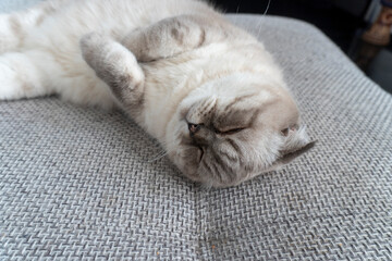 Photo Scottish cat, scottish-fold, white with blue eyes