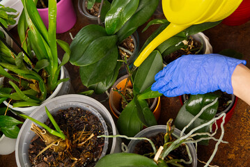 woman gardener watering orchid flowers athome. houseplant care. housework and plants care concept. Home gardening, love of plants and care.