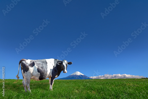 Fotografía 青空と富士山を背景にした高原の牧場で草を食む乳牛1頭