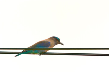 Wall Mural - Indochinese roller on the wires