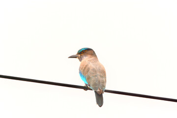 Wall Mural - Indochinese roller on the wires