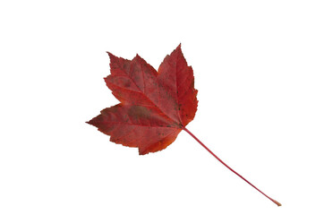 red maple leaf and long stem