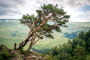 Pine tree against the background of mountains, green meadows and forests. Beautiful crooked branches and green needles. Lagonaki Plateau, Republic of Adygea, Russia