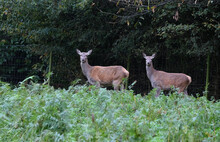Red Deer Hinds In Open Country.
