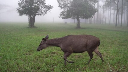 sambar deer rusa unicolor walking at the camping site in thailand national park, wildlife living in 