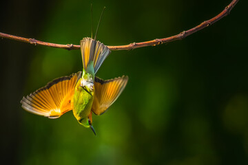 Little Green bee-eater Flying on the green background