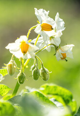 Poster - Summer agricultural field and ripening potato harvest	