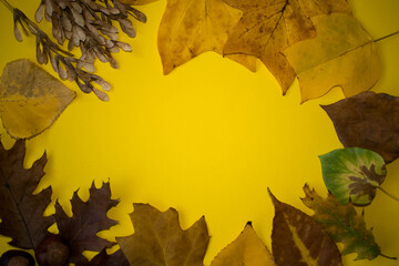 Various autumn dry leaves on yellow background