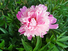 Pink Peony Flower Sarah Bernhardt. Floral Background, Aroma Concept, Flower Texture.
