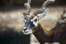 Close Up Image Of Blackbuck (Antilope Cervicapra) Head