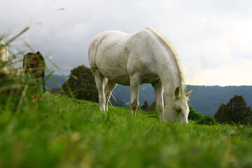 Wall Mural - White horse in the meadow