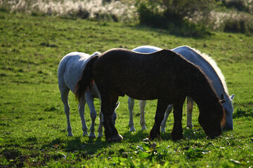 Wall Mural - Horses