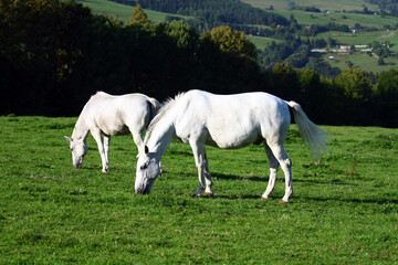 Wall Mural - White horse in the meadow