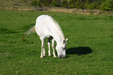 Wall Mural - White horse in the meadow