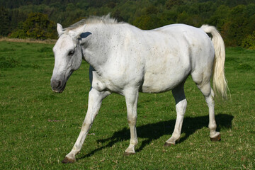 Wall Mural - White horse in the meadow