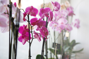 Wall Mural - Orchid phalenopsis at the window