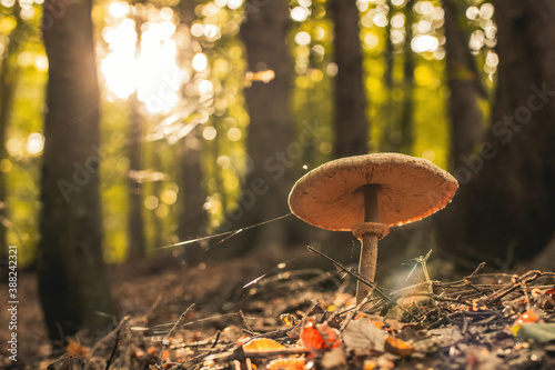 Fotomural Mushroom caught into the forest