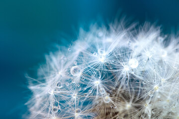 beautiful fluffy dandelion ball with dew drops on a blurry background, macro photography of small de