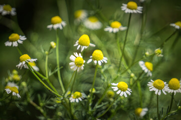 Canvas Print - Blooming wild daisies in a sunny rustic meadow