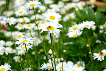 Insect sitting on a daisy flower