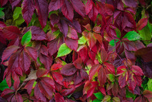 Bright Multicolored Autumn Leaves Of Five-fingered Ivy Also Known As Wild Grapes Or Virginia Creeper With Green, Red, Purple, Crimson Colored Leaves With Rain Drops. Natural Background, Copy Space