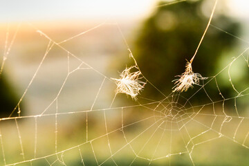 spider web