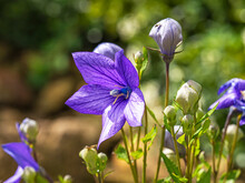 Closeup Of The Purple Flower And Buds Of Platycodon Grandiflora, Balloon Flower