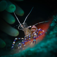 Spotted cleaner shrimp on the reefs in St Martin, Dutch Caribeban