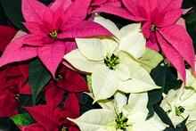 Christmas Floral Background Of Multicolored Pink, White And Red Poinsettias. Winter Festive Flowers Christmas Stars Close-up.