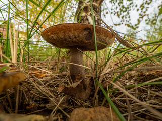 Wall Mural - Mushroom called leccinum, eatable, in natural environment. Selective focus