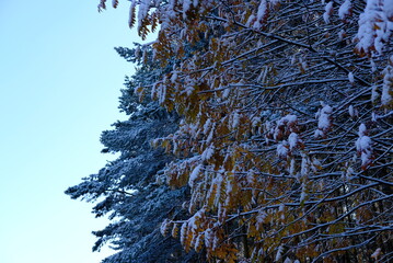 Wall Mural - frost on tree