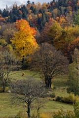 Poster - paysage automnal dans les  vosges